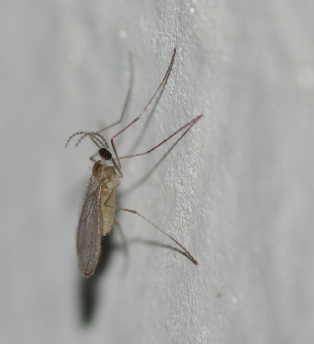 Cecidomyiidae